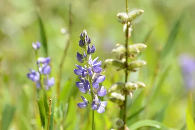 DSC_3657 (Large).JPG